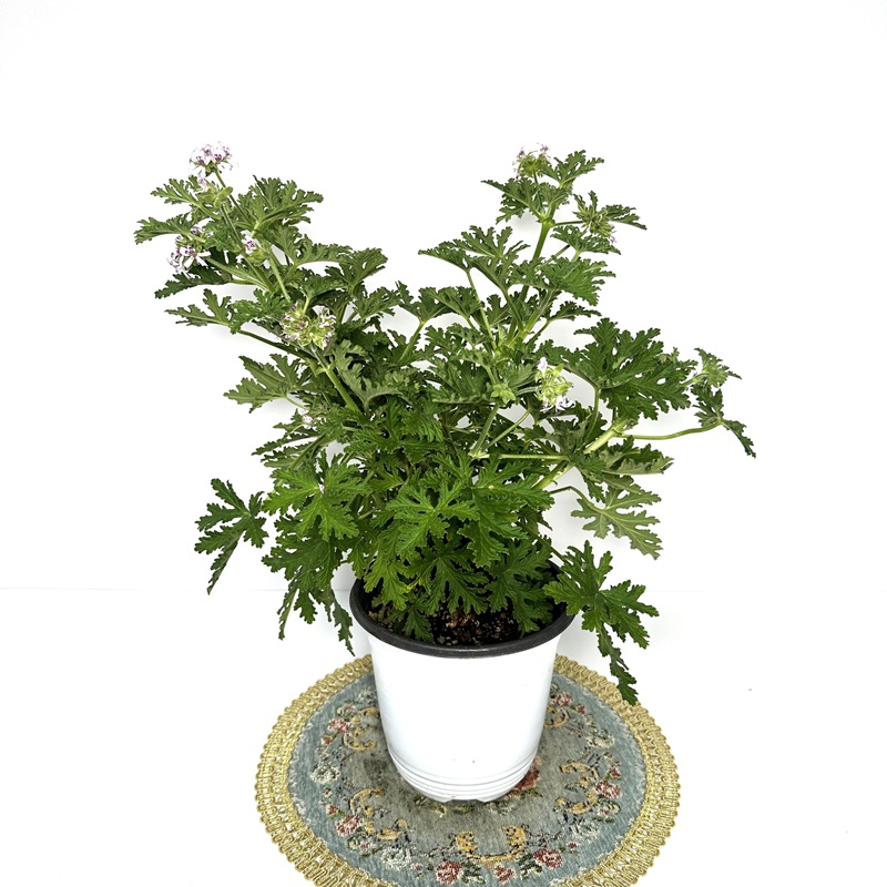 로즈 제라늄 구문초 키우기 물주기