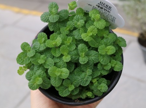 가을에 피는 꽃 종류 애플민트