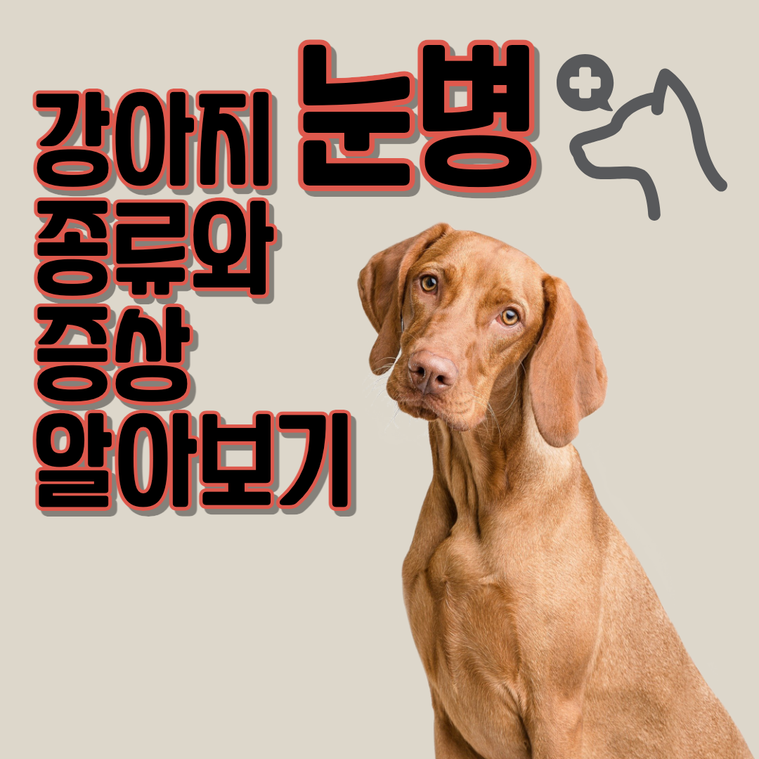 강아지 눈병 종류와 증상 알아보기 섬네일 이미지.