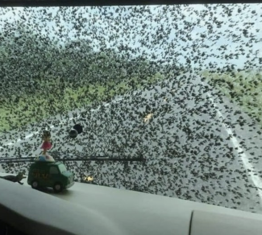 차량 앞유리에 붙어있는 러브버그