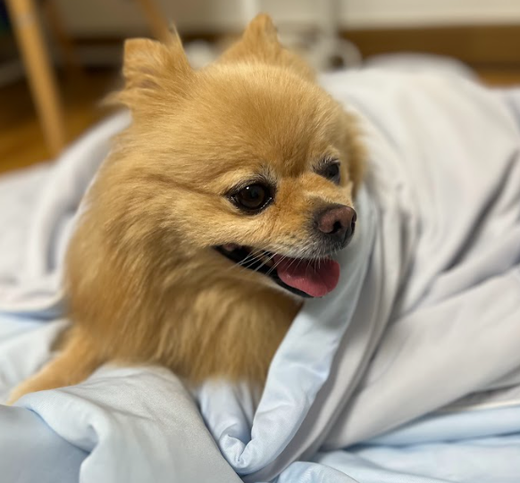 강아지 냉감이불