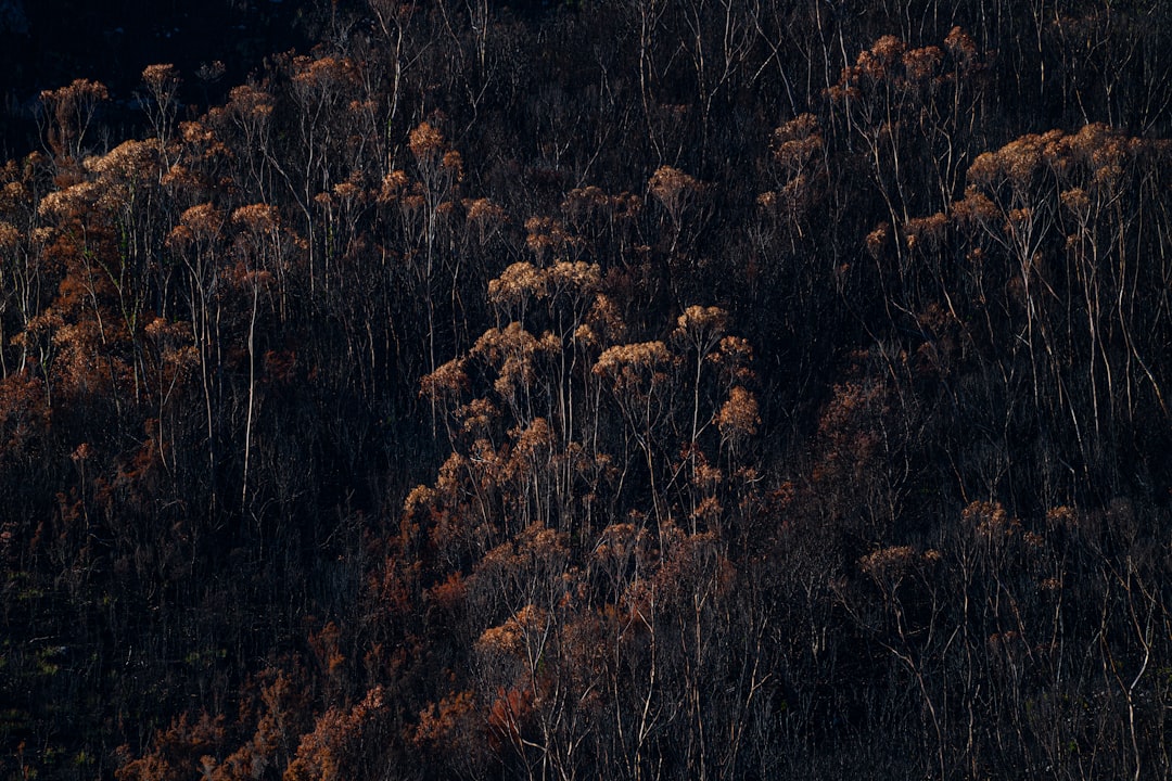 Wildfire.