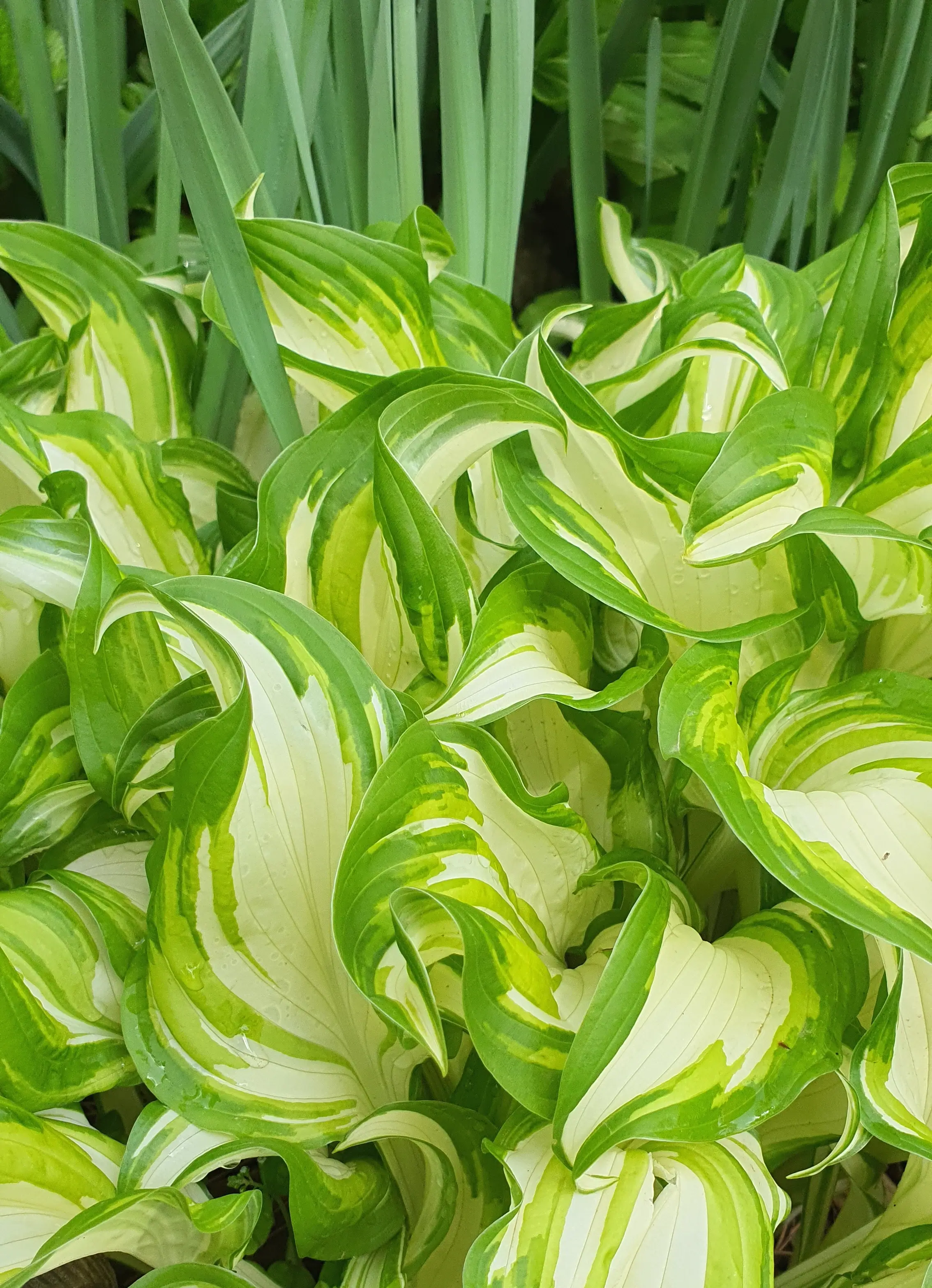 나팔수선화-옆에-있는-예쁜-풀