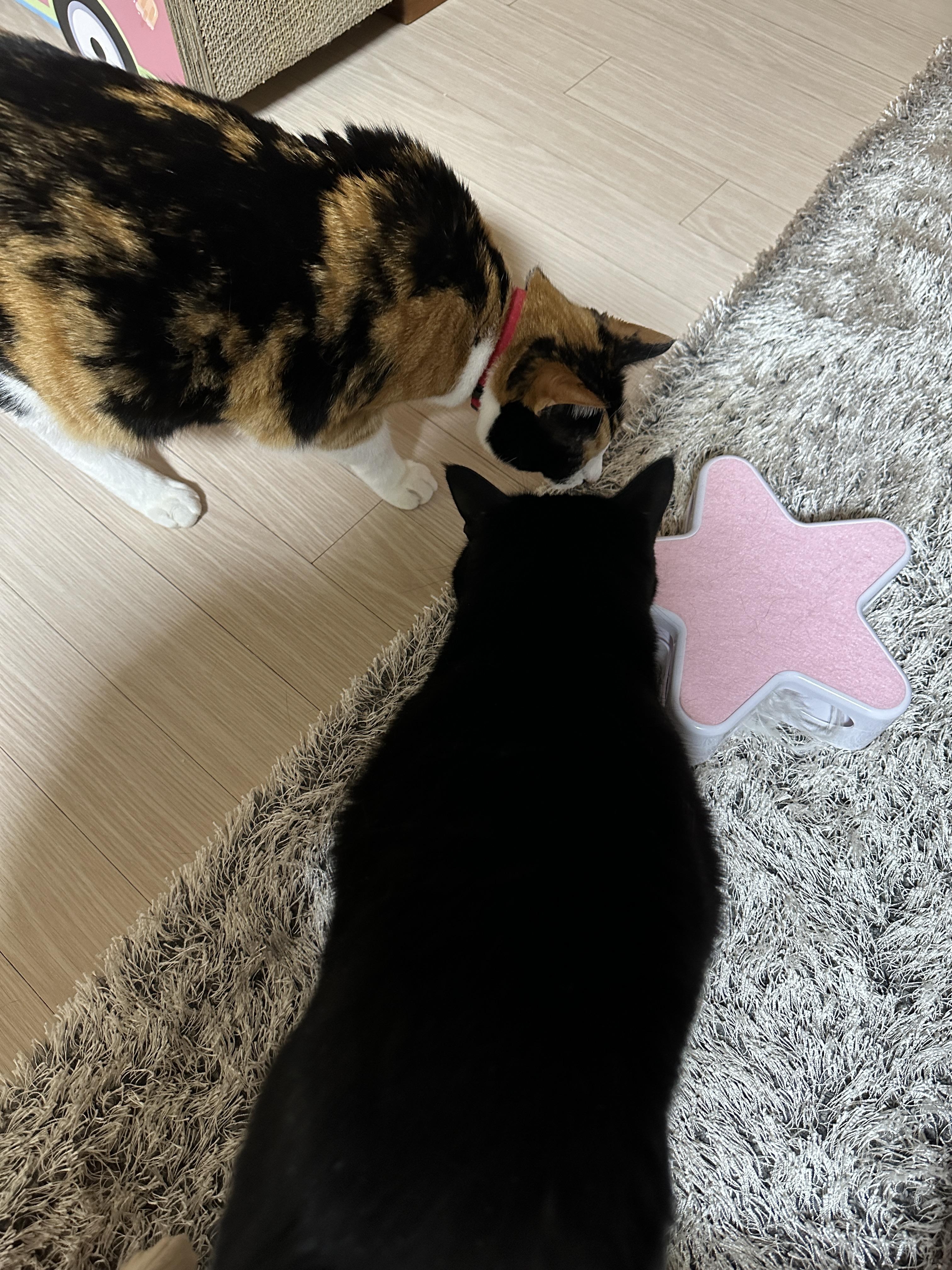 장난감에_모여있는_다다와_건이의_냥통수들