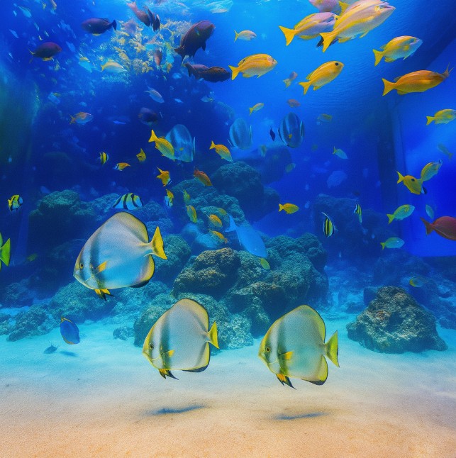 오키나와 츄라우미 수족관