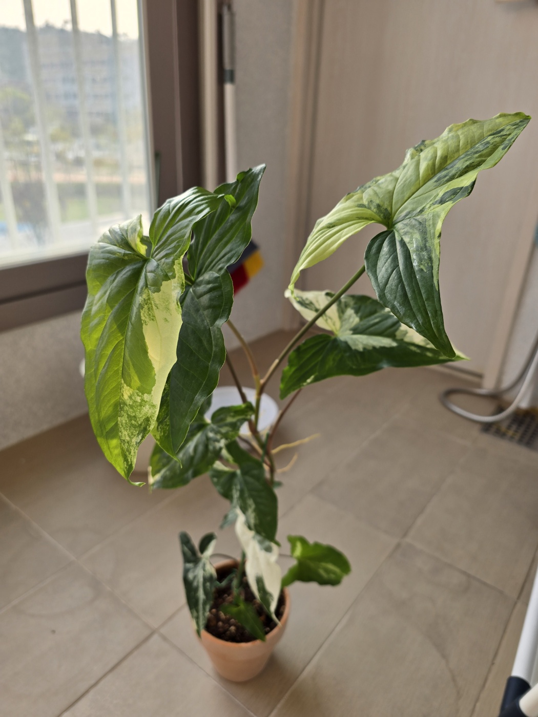 무늬싱고닌움과 무늬싱고니움의 뿌리