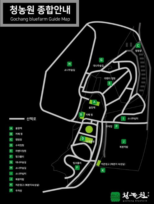  2025 고창 청농원 라벤더 축제: 보랏 빛 힐링의 계절이 돌아왔다!