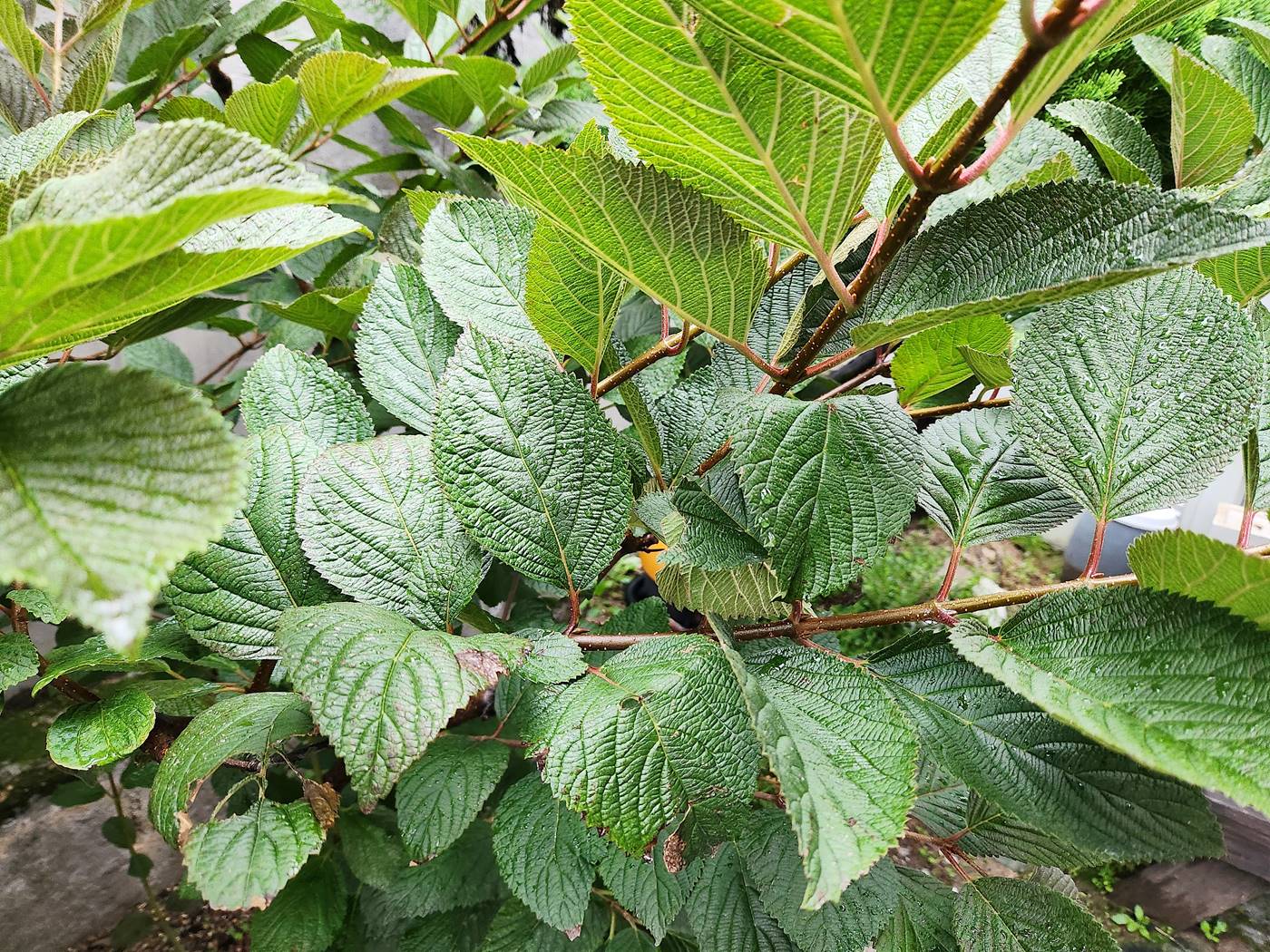 설구화(오데마리)