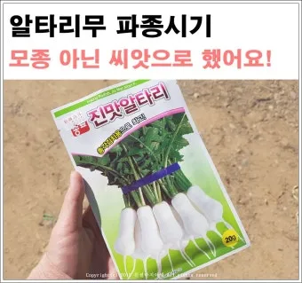 알타리무 파종시기 핵심 포인트_17