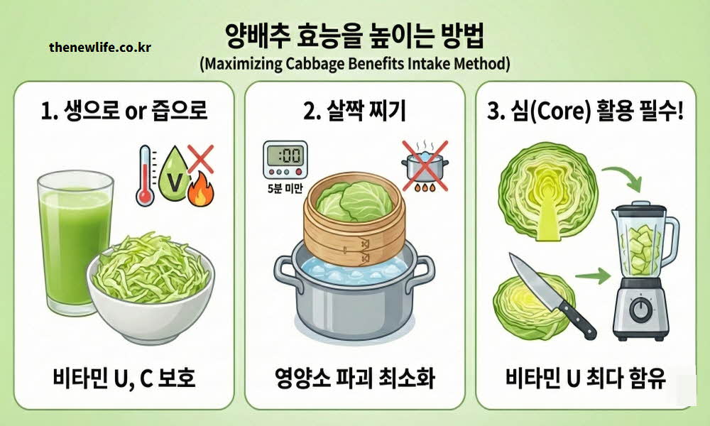 양배추 효능 높이는 조리법