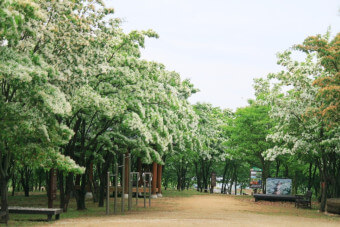 이팝나무