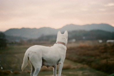 성견 진돗개 뒷모습
