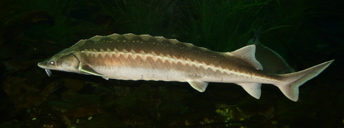 철갑상어 콘드로이친, 무릎 통증 해소를 위한 숨겨진 보물