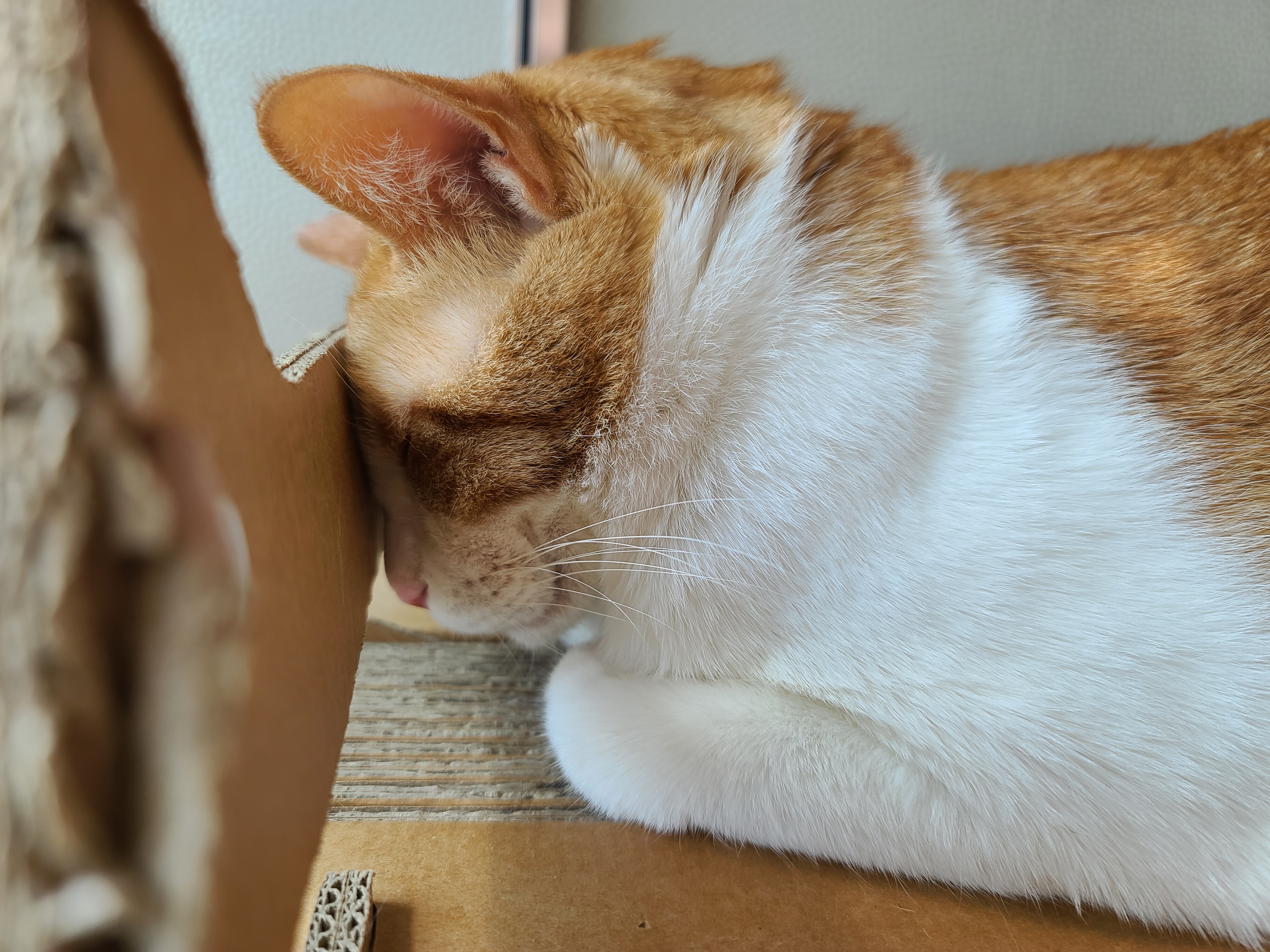 잘때도 귀여운 고양이 막둥이 (feat. 자이언트베이비 삐용)