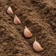 마늘 심는 방법