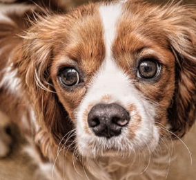 강아지 눈이 침침? 시력 테스트 5가지 및 저하 신호