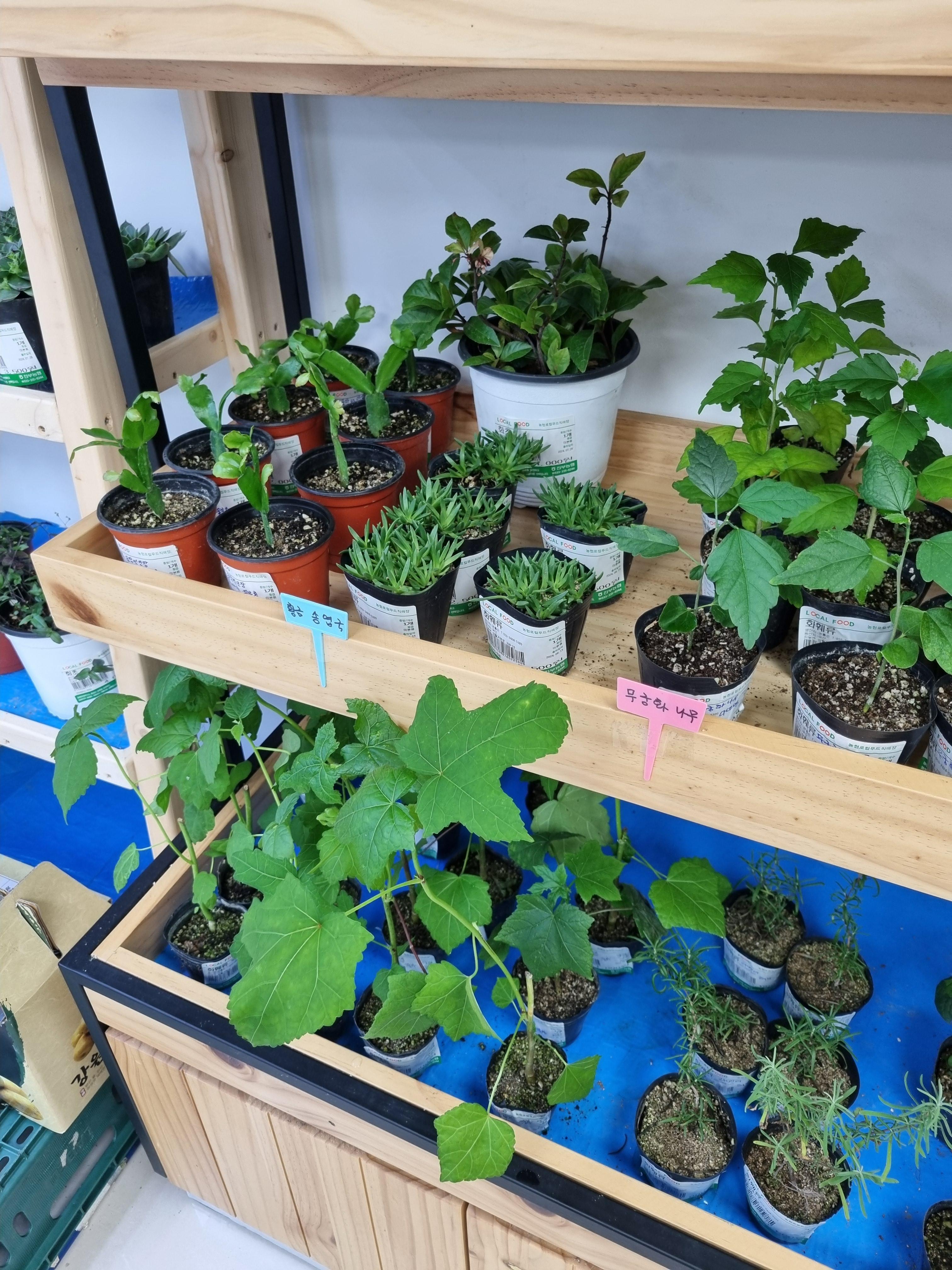 평창 진부면 하나로마트 채소모종