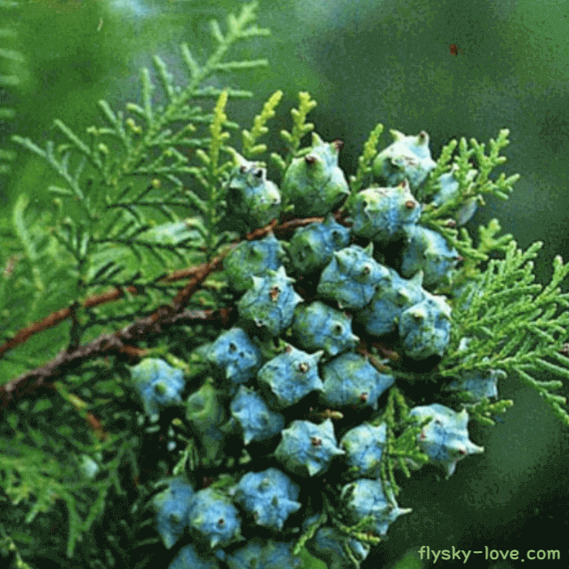 측백나무 열매 백자인