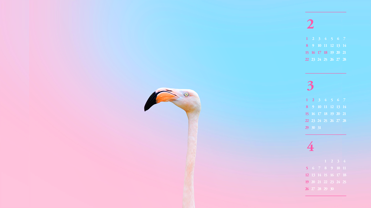 01 플라밍고 머리 B - 2026년3월 달력배경화면