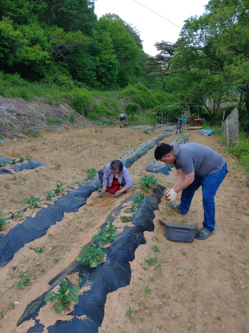 언니-형부랑-텃밭-풀-뽑기