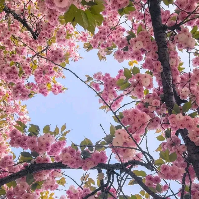 경주 불국사 겹벚꽃-트립닷컴 출저