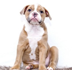 강아지 사료 추천