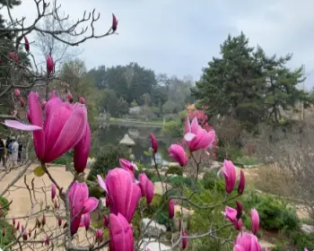 천리포수목원 숙박안내, 목련축제_1
