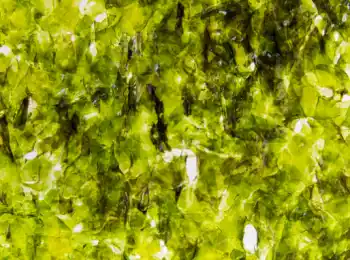 곱창김 가격 및 효능, 영양성분