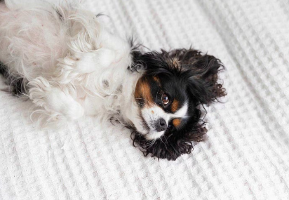 배꼽 하늘에서 자다.