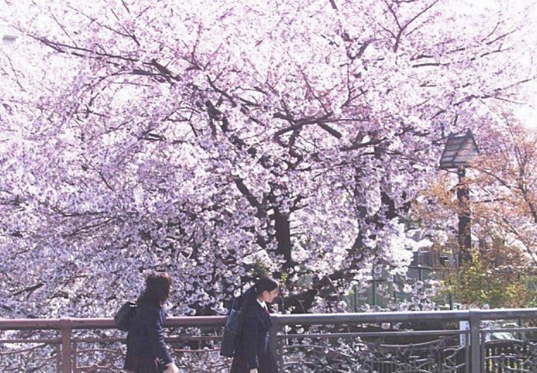 영화 하나와 엘리스