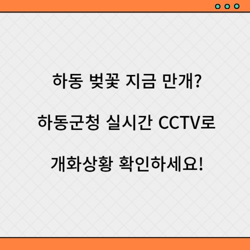 하동 벚꽃 개화상황