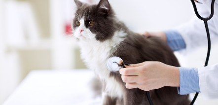 청진기를 든 수의사와 고양이의 사진.