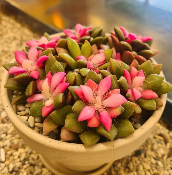 선인장