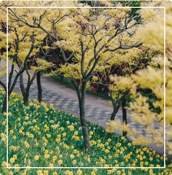 피나클랜드 튤립 이미지 출처: 피나클랜드 홈페이지