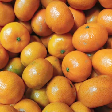 귤 효능 부작용 칼로리 고르는법