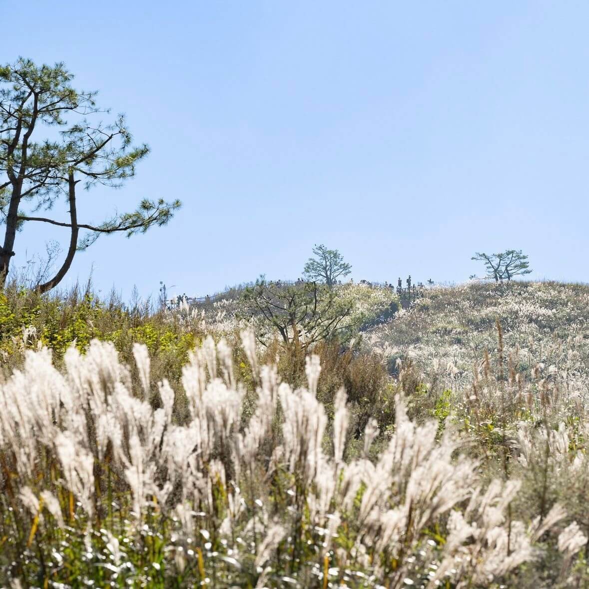 민둥산 억새꽃축제