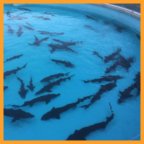 철갑상어 콘드로이친 효능 총정리