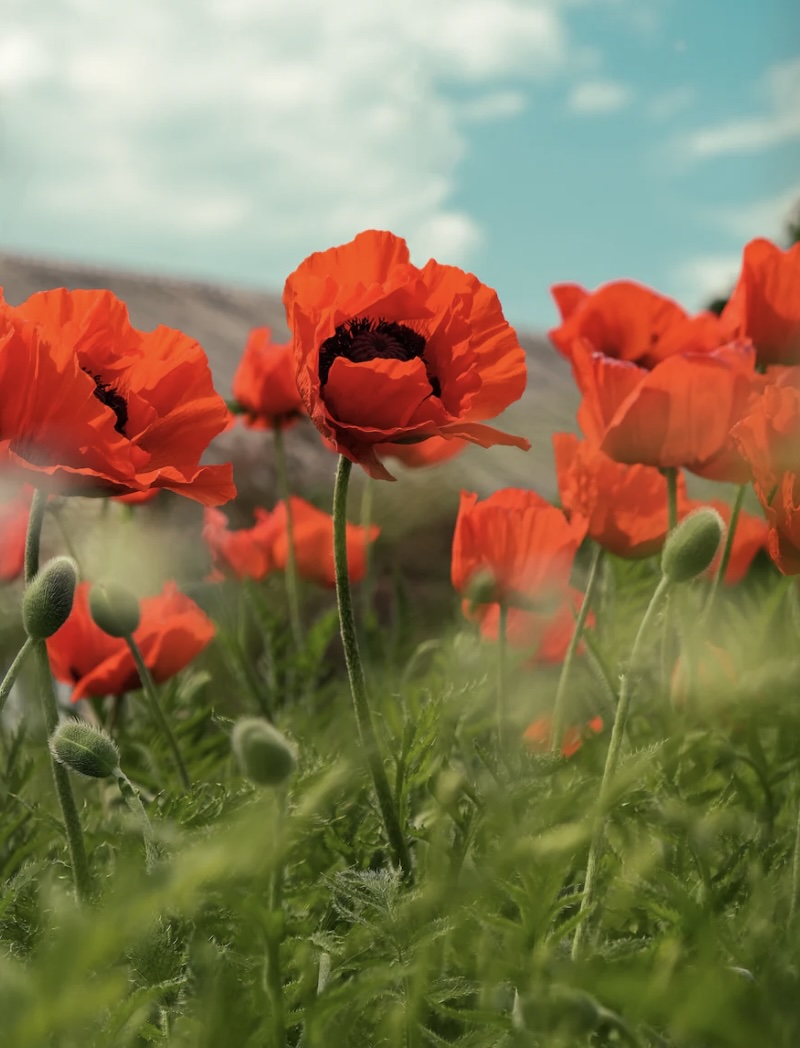 양귀비술 효능 및 효과 이것은 몰랐죠.