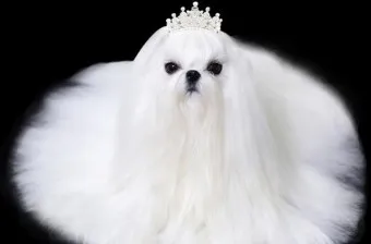 말티즈 성격 분양 가격 수명 장점 단점_2