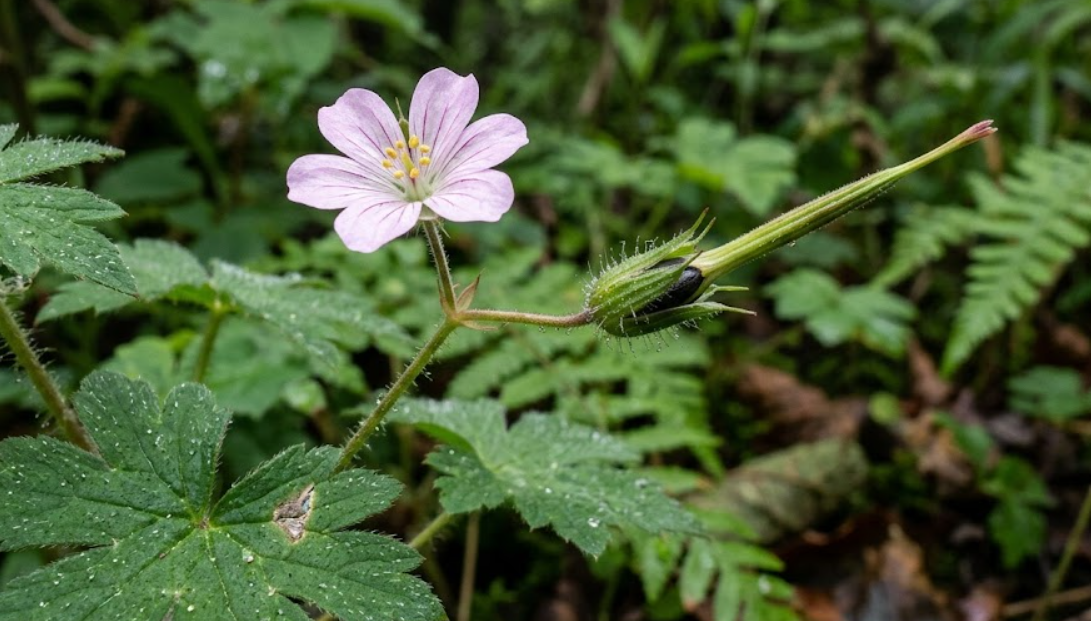 이질풀(Geranium thunbergii)