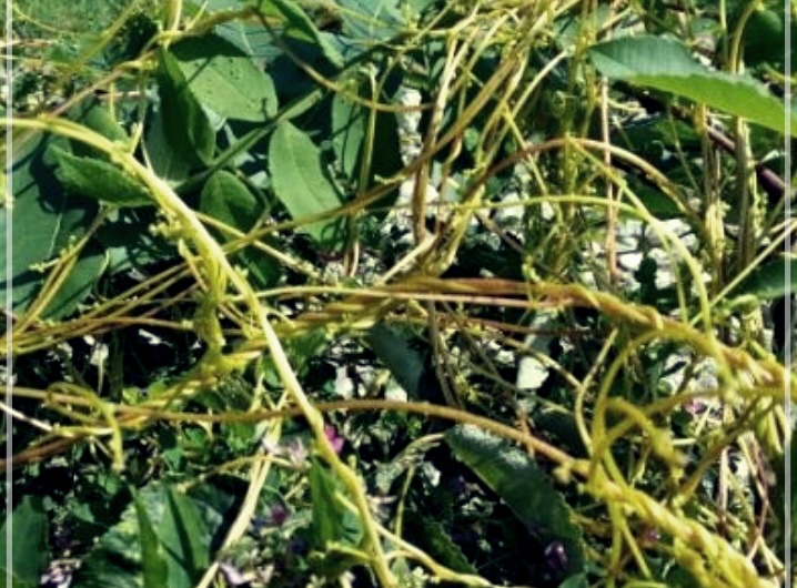 토사자의 효능: 건강을 지키는 자연 치료제