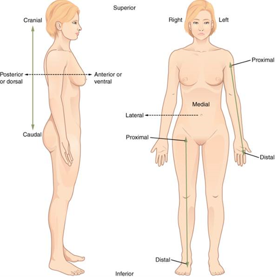 인체 해부학 자세