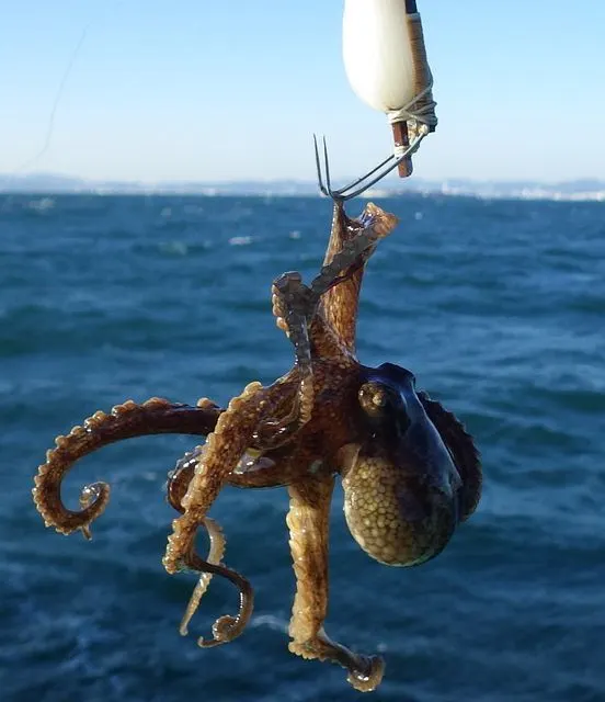 쭈꾸미 낚시 시기 낚시철