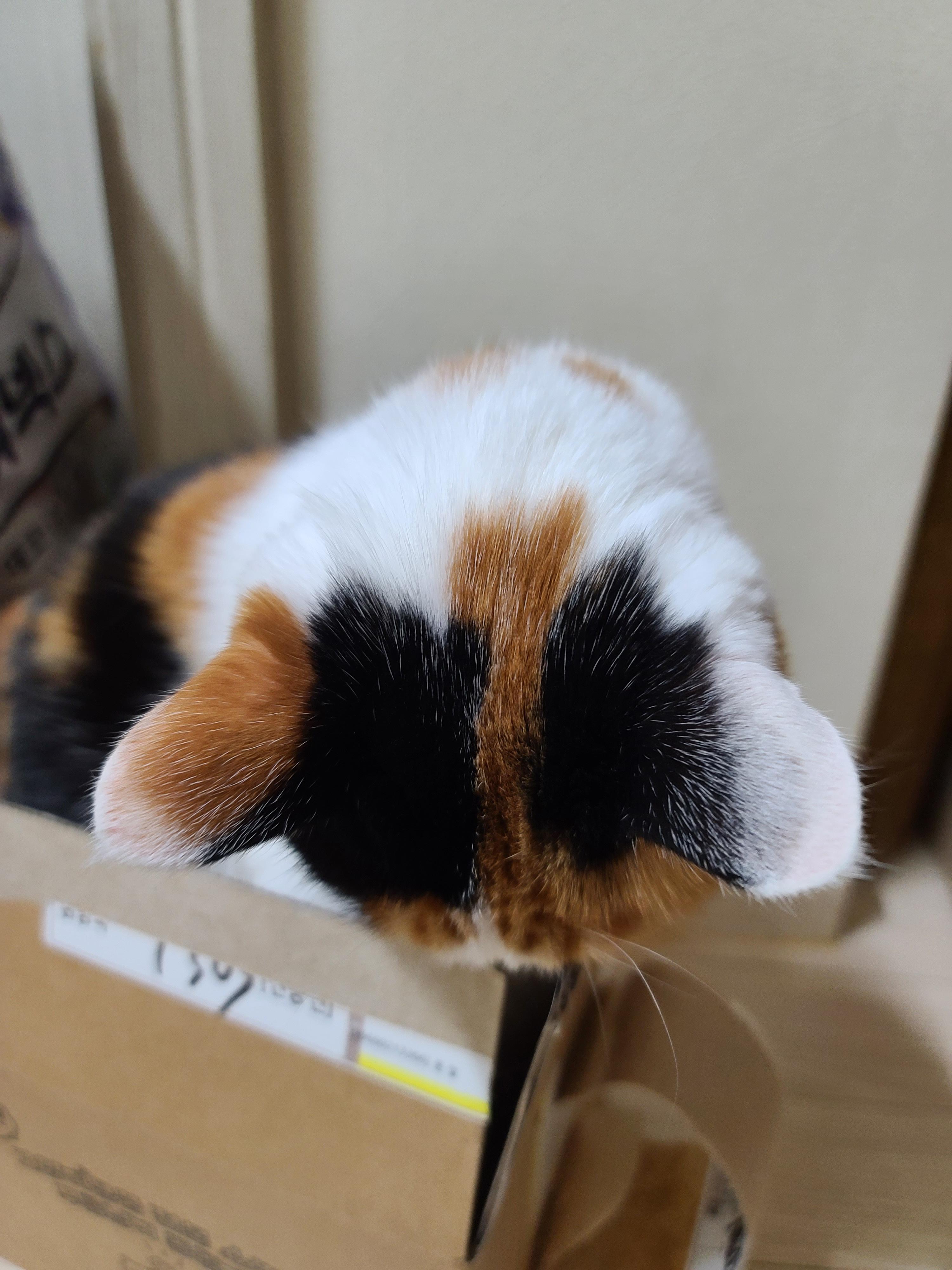 작은 박스에 꾸깃꾸깃 말아넣은 삼색이 고양이 요미. 참으로 유연한 그동물 고양이.