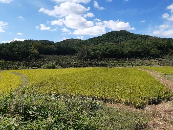 경상북도 청도 각북면 다랭이논