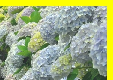 제주도 가볼만한곳 정리&amp;#44; 제주도 동백꽃 포토존&amp;#44; 제주 감성 장소 추천&amp;#44; 제주도 데이트 장소&amp;#44; 제주 겨울 감성 코스&amp;#44; 제주 실내외 복합 관광지&amp;#44; 제주도민 관광 할인&amp;#44; 제주 꽃 사진 명소&amp;#44; 제주 웨딩촬영 장소&amp;#44; 제주 카멜리아힐 후기 블로그