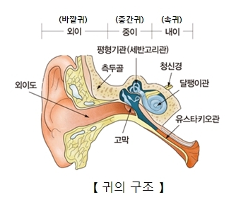 귀의 구조
귀는 내이와 외이로 구분되어있다.