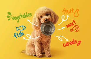 강아지/출처:어도비스톡