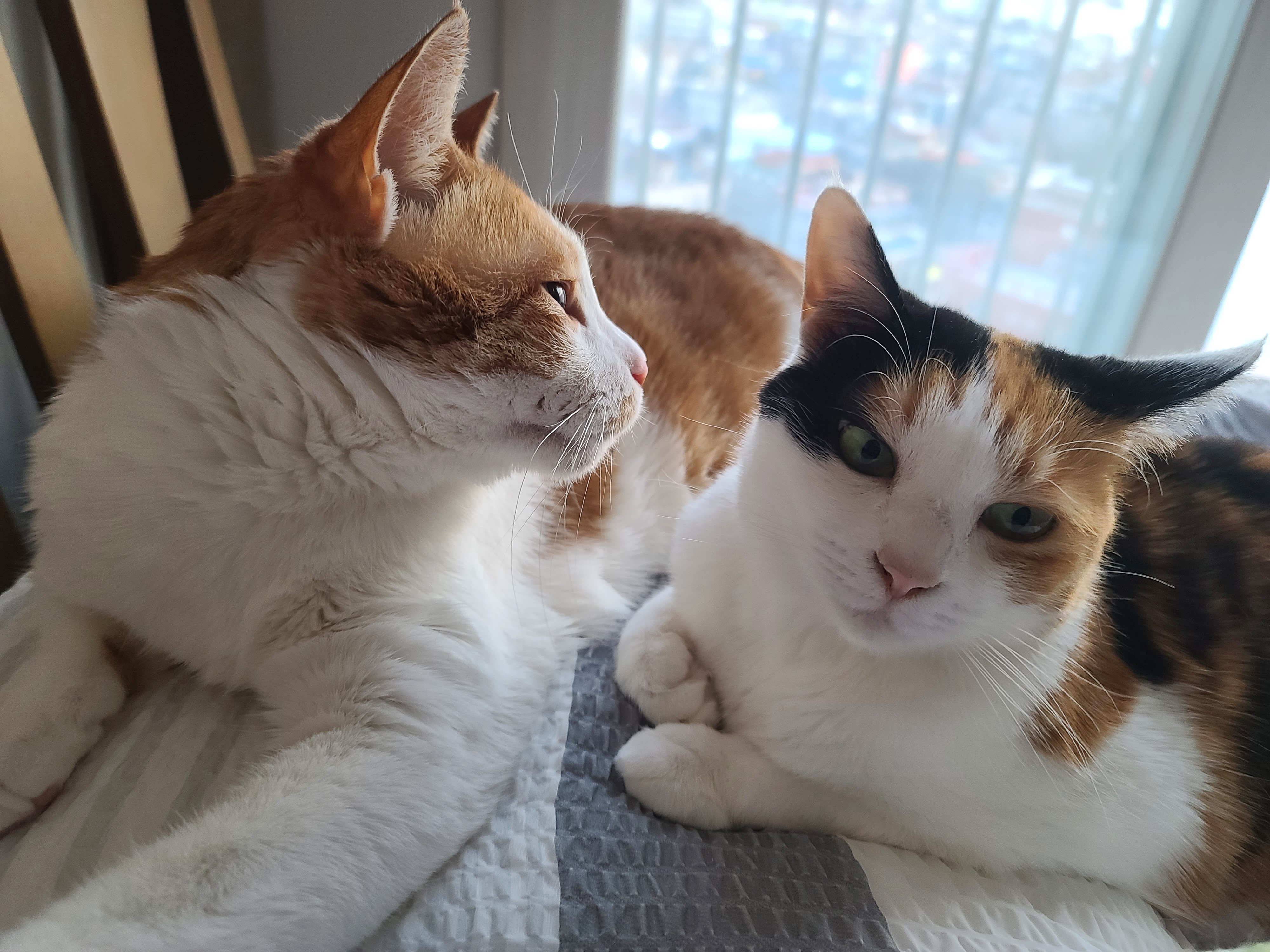 한 베개를 다정히 나눠쓰는 고양이 커플, 막둥이랑 요미 (feat.호야랑 건)