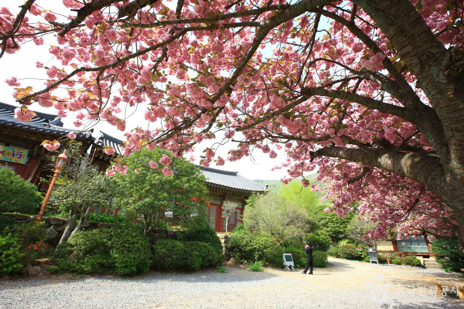 선암사 겹벚꽃
